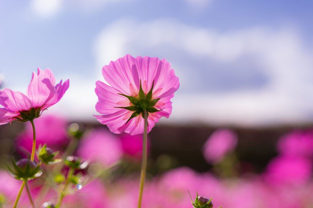 反抗期が早く終わって欲しい